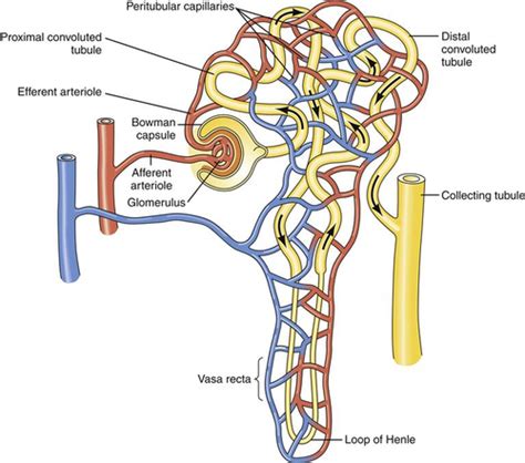 kidney functions flashcards quizlet