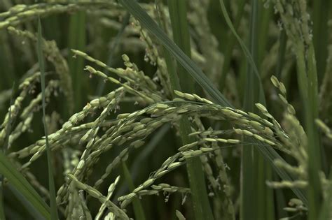 Rice Plant Crop Free Photo On Pixabay