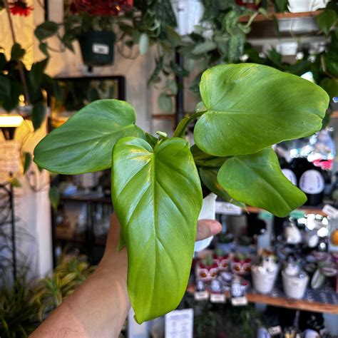 6" Philodendron "Golden Violin" | Planterday