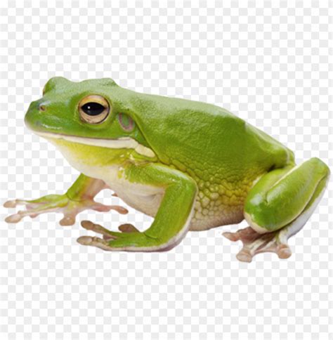 Frog Png Image With Transparent Background Frog Png Transparent With