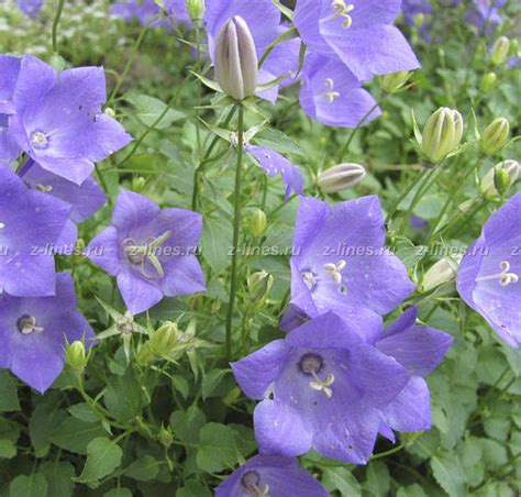 Колокольчик карпатский описание и фото купить из питомника многолетников