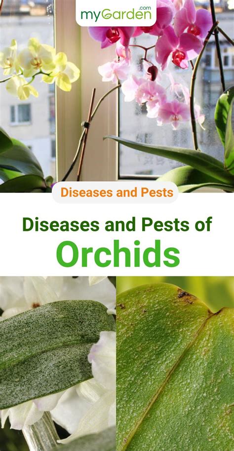 An Image Of Some Flowers And Plants With The Words Diseases And Pests