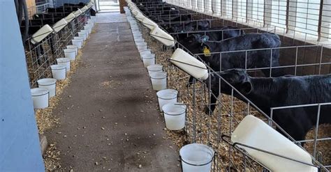 How To Install The Calf Bottle Holder Calf Bottle Holder