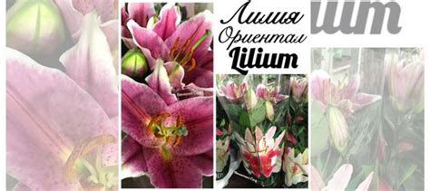 Примула/бромелия/каланхоэ/гвоздика/хризантемы/фиал купить в Москве ...