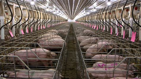 Supreme Court battle over 'cruelty' to pregnant pigs could affect pork