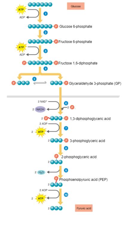 Glycolysis Diagram Quizlet