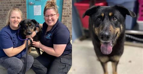 Perro Fue Abandonado Por Ser Gay Y Causa Indignaci N En Las Redes Sociales