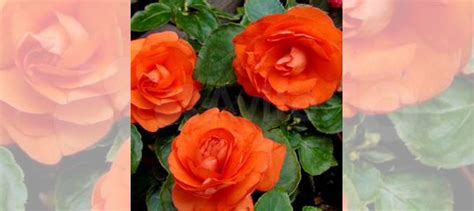 Бальзамин оранж махровый купить в Самаре | Товары для дома и дачи | Авито