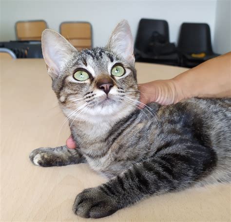 Vilma - 2 is Geaopteerd - Stichting Zilver