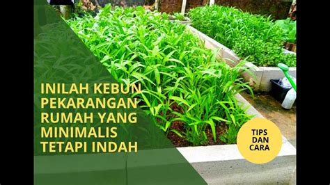 Berkebun Di Pekarangan Rumah Update Sayuran Di Raised Bed Youtube