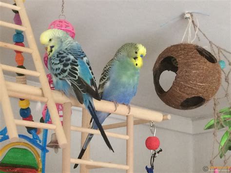 Игрушки для попугаев: качели, копошилки, все виды