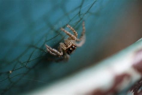 What Exactly Are Spiders Interviews Naked Scientists