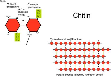 chitin examples
