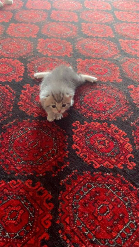British Short Hair Kittens For Sale Cats And Kittens For Rehoming