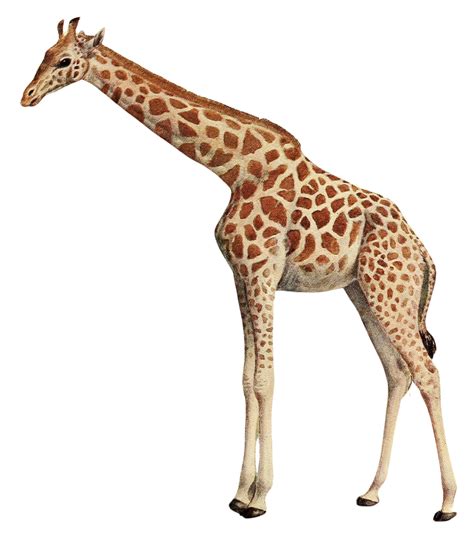 Giraffe Clip Art Images Free Download On Clipart Library Clip Art Library