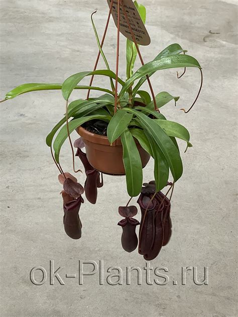 Непентес Алата - купить, цена, отзывы в интернет-магазине комнатных ...