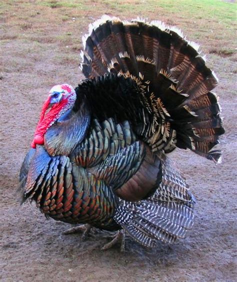 Bronze turkey - Wikipedia