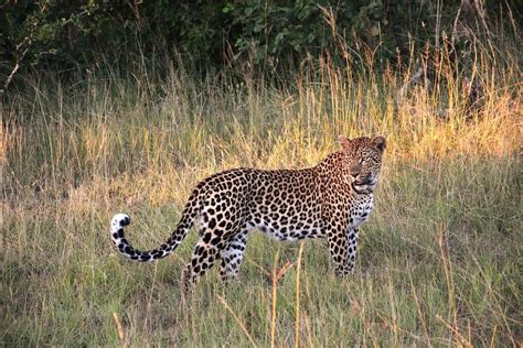 African Leopard Facts and Information ~ Habitat, Status, Range...