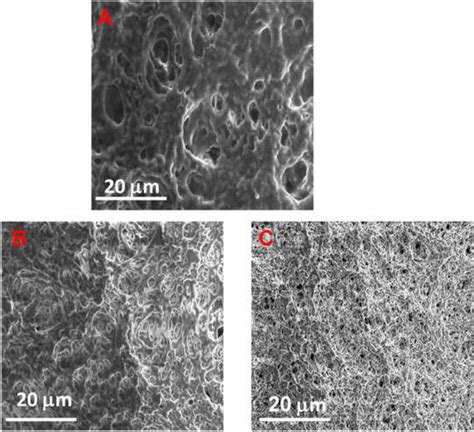 Sem Images Of Blank Pvdf A And Pnipaam Pvdf Millipore Membranes B