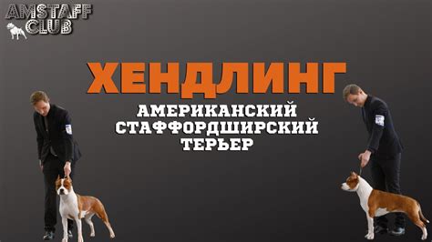 Хендлинг собак Американский Стаффордширский терьер. Подготовка ...