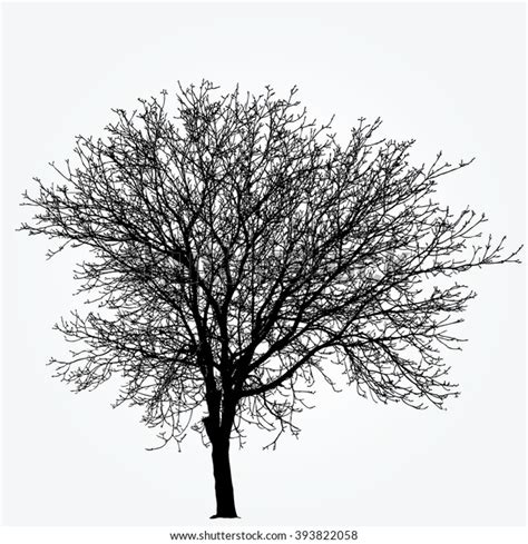 Vector Drawing Big Naked Winter Nut Stock Vector Royalty Free