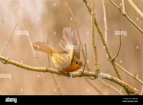 Robin Preparing For Flight Stock Photo Alamy