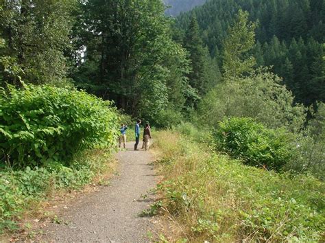 Middle Fork Snoqualmie River Knotweed Control Project King County