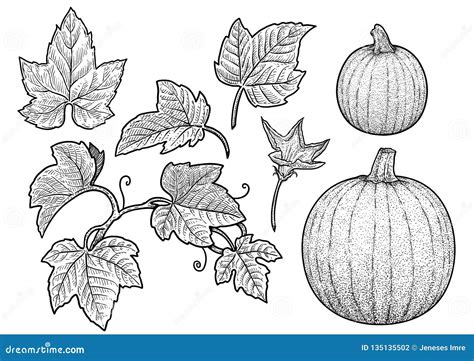 Pumpkin And Leaf Illustration Drawing Engraving Ink Line Art