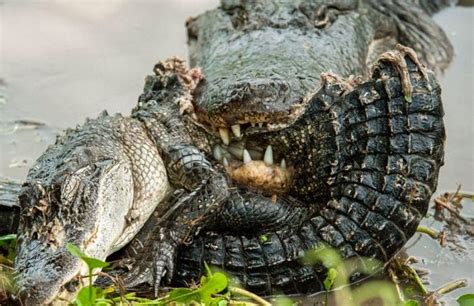 Alligator Fights Alligator 6 Pics Pixfunpix