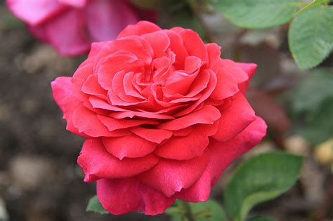 И снова розовое великолепие!Розарий Мира Увлечений 2015.ч.1 ...