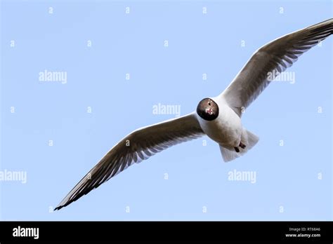 A Flying Black Head Seagull Bird Stock Photo Alamy