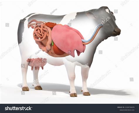 485 Cow Internal Organs Images Stock Photos And Vectors Shutterstock