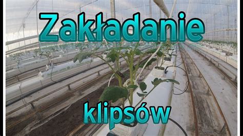 Praca w szklarni Zakładanie klipsów na planty Praca w Holandii YouTube