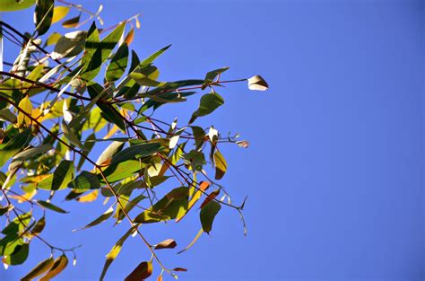 Eucalyptus Benefits And Medicinal Uses Natural And Healthy Life Guide