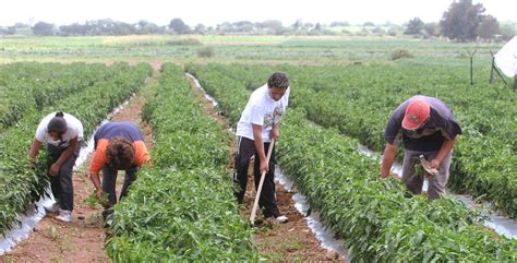 Agricultura Peruana Registra Un Crecimiento Permanente Comparado A