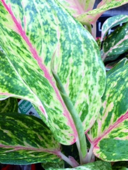 Aglaonema Hybrida Red Fire Wholesale Nursery Nurseries In Melbourne