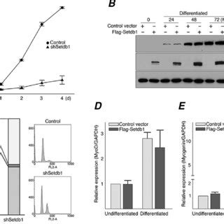 Knockdown Of Setdb1 In C2C12 Cells Delay Cell Cycle Progression A