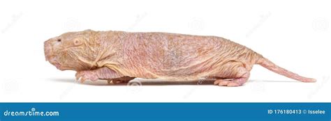 Naked Mole Rat Hairless Rat Isolated On Wihte Stock Image Image Of Profile Background