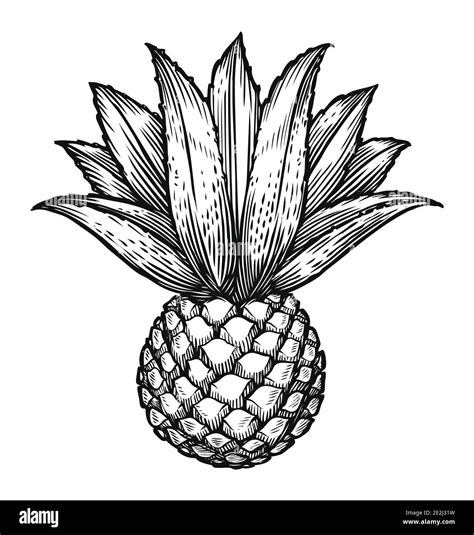 Blue Agave Sketch Ingredient Of Tequila Stock Vector Image And Art Alamy