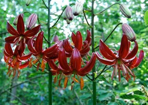 Лилия мартагон ред (Lilium martagon red) купить луковицы в Москве по ...