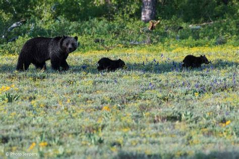 bears-Grand-Teton-National-Park-Photo-Jeepers - PhotoJeepers