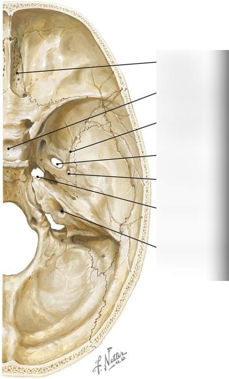 Holes In Skull From Top Diagram Quizlet
