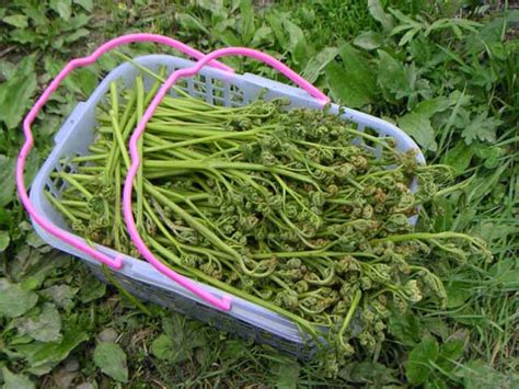 Папоротник маринованный - аграрный справочник