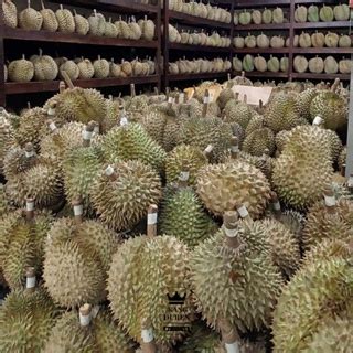 Jual Durian Frozen Montong Palu Premium Shopee Indonesia