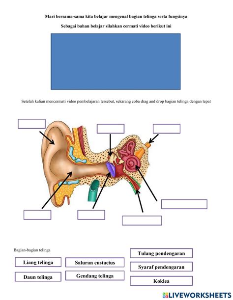 Detail Gambar Bagian Telinga Dan Fungsinya Koleksi Nomer