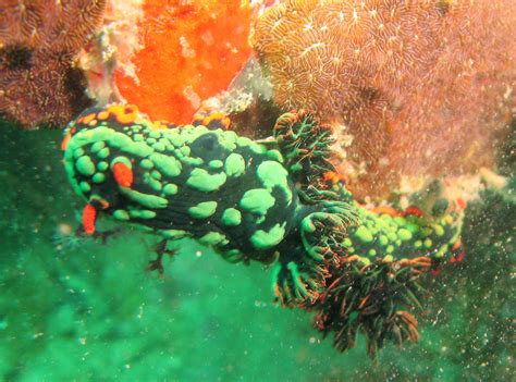 green nudibranches | green nudibranches (are they mating?) @… | Flickr