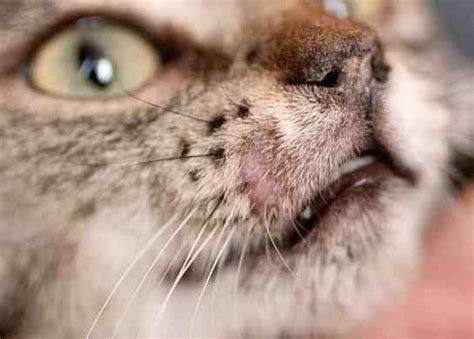 Лишай у кошек фото признаки и лечение в домашних условиях - Pet-Mir.ru
