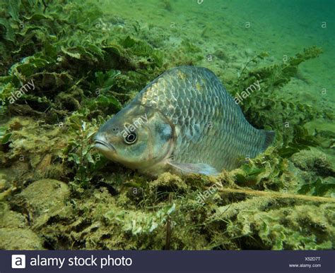 Carpe Carassius Auratus Gibelio Banque D Image Et Photos Alamy