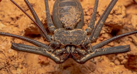 All About Giant Whip Scorpions Western Exterminator