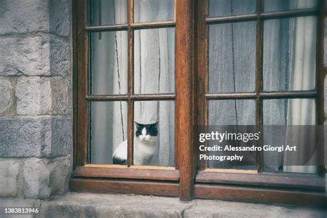 Cat Waiting Window Photos And Premium High Res Pictures Getty Images